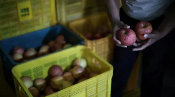 “تفاح” كوريا الجنوبية تحت وطأة العاصفة التجارية لترامب