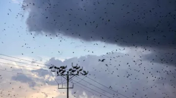 توقعات بارتفاع الطلب العالمي على الكهرباء بأسرع وتيرة خلال العقد الأخير