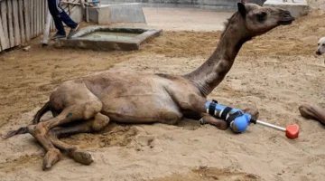 جمل في باكستان يستعيد قدرته على الحركة باستخدام طرف صناعي