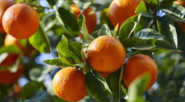 جنوب إفريقيا تهدف إلى رفع صادرات الحمضيات بنسبة 58% بحلول عام 2032 رغم التحديات الجمركية