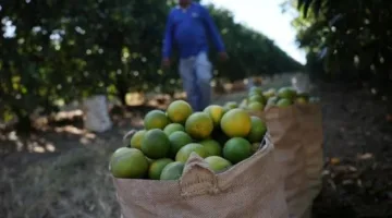 حرب التعريفات الجمركية: دونالد ترامب يركز على عصير البرتقال من البرازيل