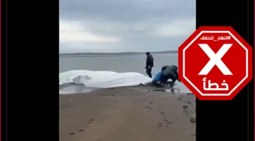 حيتان بيضاء نادرة تصل إلى الشاطئ في روسيا بعد زلزال كامتشاتكا؟ النهار تقوم بالتحقق من الحقائق.