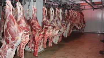 متحدث الزراعة: مصر تحقق اكتفاءً ذاتياً من اللحوم بنحو 60% ونسبة شبه كاملة في إنتاج الدواجن.