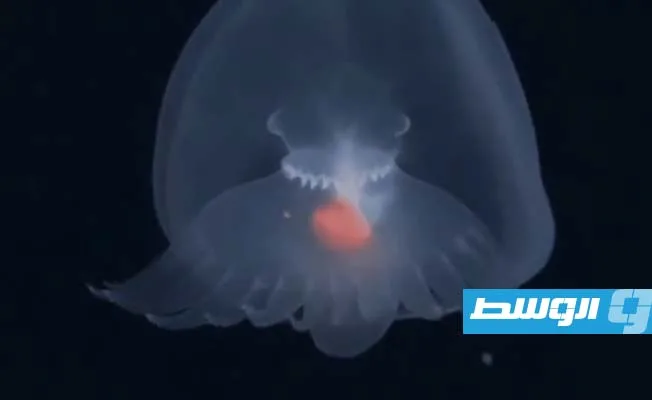 دراسة صينية: أعماق المحيطات غنية بالديدان والرخويات دراسة صينية: أعماق المحيطات غنية بالديدان والرخويات