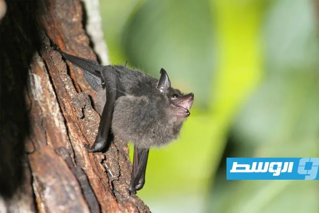 دعوى قانونية في فرنسا ضد الإعدام الرحيم لـ200 خفّاش دعوى قانونية في فرنسا ضد الإعدام الرحيم لـ200 خفّاش