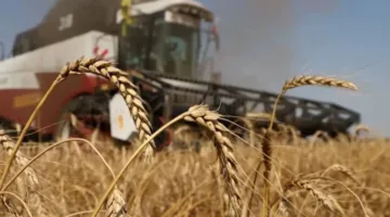 روسيا تلغي رسوم تصدير القمح لتعزيز المبيعات