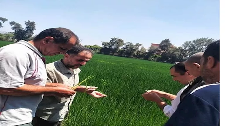 زراعة الشرقية تقيم يوماً ميدانياً لدعم محصول الأرز زراعة الشرقية تقيم يوماً ميدانياً لدعم محصول الأرز