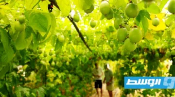 زراعة فواكه استوائية في ألبانيا كوسيلة للتكيف مع التغير المناخي