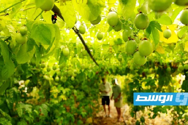 زراعة فواكه استوائية في ألبانيا كوسيلة للتكيف مع التغير المناخي