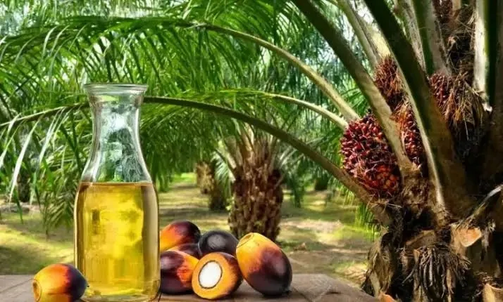 زيادة أسعار زيت النخيل الماليزي للجلسة الثانية على التوالي