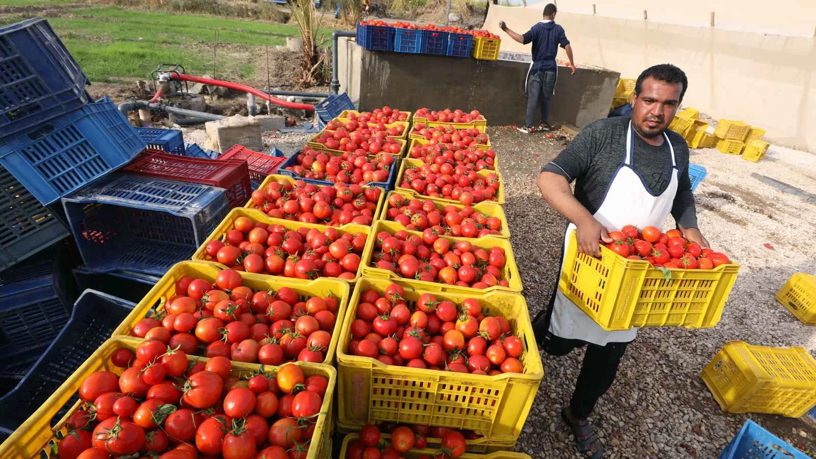 زيادة الصادرات الزراعية المصرية إلى 5.8 مليون طن منذ بداية عام 2025