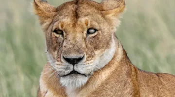 سعاد السويدي: أول مُصوّرة للحياة البرية في الإمارات تُناقش شغفها والتحديات التي تواجهها في مهنتها