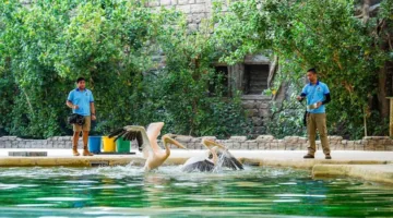 سفاري دبي: تجربة رائعة مليئة بالمغامرات وأنواع الحيوانات الفريدة.