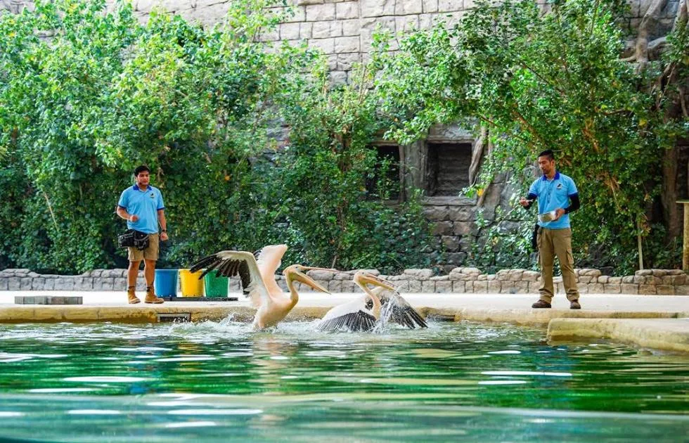سفاري دبي: تجربة رائعة مليئة بالمغامرات وأنواع الحيوانات الفريدة. سفاري دبي: تجربة رائعة مليئة بالمغامرات وأنواع الحيوانات الفريدة.