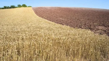 صادرات القمح الفرنسي تواجه تحديات بالرغم من تحسن مستويات الإنتاج