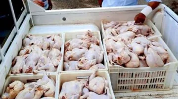 ضبط 125 كيلوغرام من الدواجن غير الصالحة للاستهلاك في حملة واسعة بمدينة العبور
