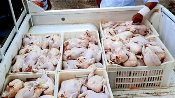 ضبط 125 كيلوغرام من الدواجن غير الصالحة للاستهلاك في حملة واسعة بمدينة العبور