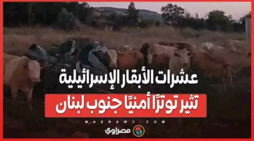 عشرات الأبقار الإسرائيلية تسبب قلقًا أمنيًا في جنوب لبنان.. ما هي التفاصيل؟