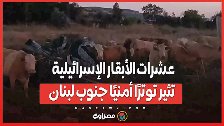 عشرات الأبقار الإسرائيلية تسبب قلقًا أمنيًا في جنوب لبنان.. ما هي التفاصيل؟