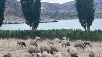 عندما ينمو القنب تحت إشراف القانون… هل تستطيع زراعة الحشيشة تحسين العلاقة بين المواطن والدولة؟