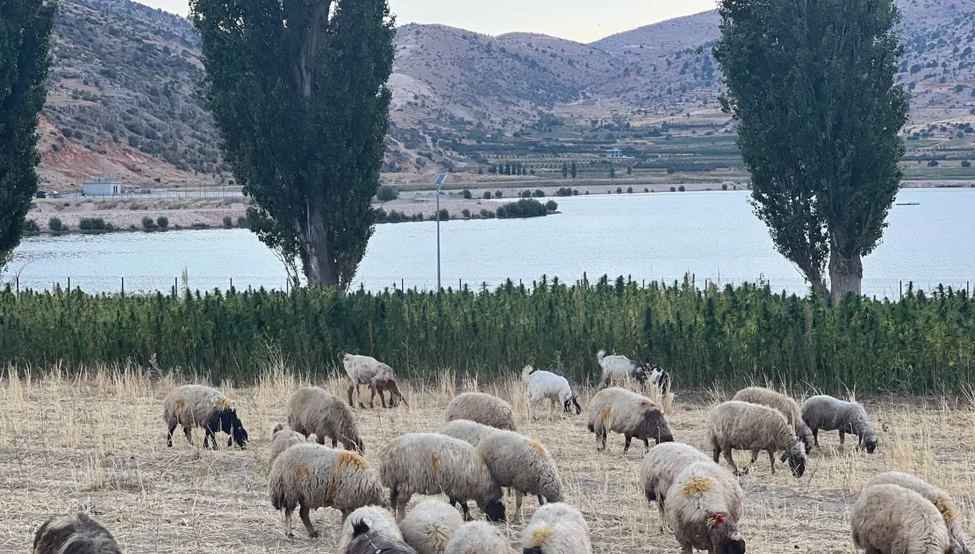 عندما ينمو القنب تحت إشراف القانون… هل تستطيع زراعة الحشيشة تحسين العلاقة بين المواطن والدولة؟ عندما ينمو القنب تحت إشراف القانون… هل تستطيع زراعة الحشيشة تحسين العلاقة بين المواطن والدولة؟