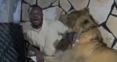 فيديو مروع في طرابلس: مالك مزرعة يحرر أسدًا على العمال وفتح تحقيق من قبل الجهات المختصة فيديو مروع في طرابلس: مالك مزرعة يحرر أسدًا على العمال وفتح تحقيق من قبل الجهات المختصة