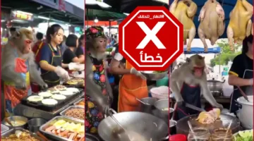 قرد بارع في استخدام السكين وتقطيع اللحم… لا تنخدعوا بهذه اللقطات #تحقق_الحقائق