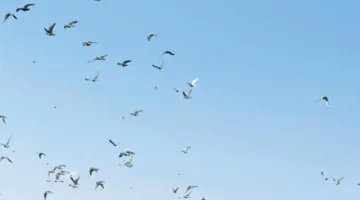 قصة مصورة – طيور الباشا