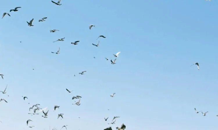 قصة مصورة – طيور الباشا قصة مصورة – طيور الباشا