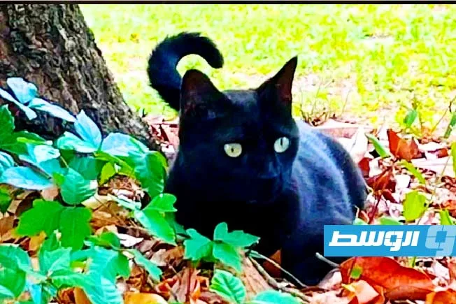 قط domestique يساعد العلماء في اكتشاف نوعين جديدين من الفيروسات.