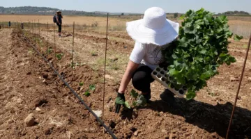 كروم العنب تنمو من الرماد في دير اللطرون بمدينة القدس