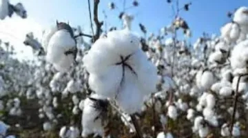 لتأكيد جودة المحصول.. وزارة الزراعة تراقب برامج تكاثر القطن في المحافظات