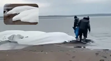 لقطات غير عادية لحيتان بيضاء عالقة بعد زلزال كامتشاتكا (فيديو)