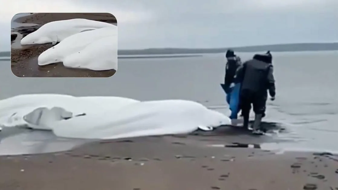 لقطات غير عادية لحيتان بيضاء عالقة بعد زلزال كامتشاتكا (فيديو) لقطات غير عادية لحيتان بيضاء عالقة بعد زلزال كامتشاتكا (فيديو)
