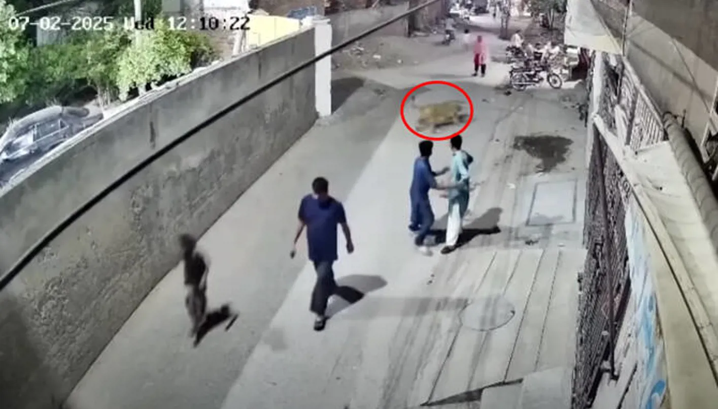 لقطات مخيفة لأسد يقفز على جدار ويهاجم امرأة وطفلين (فيديو)