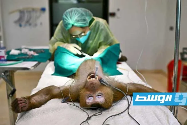 مستشفى في تايلاند يقوم بإجراء جراحات للقردة والفيلة والسناجب