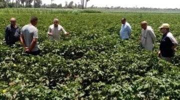 مصر تبدأ مشروعًا يربط المزارعين بسوق العمل ويعزز الاستثمارات الزراعية