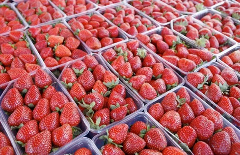 مصر تحقق المركز الأول عالميًا في تصدير الفراولة المجمدة بقيمة 383 مليون دولار لأكثر من 100 سوق.