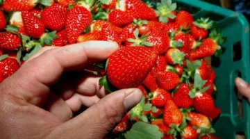 مصر تحقق رقمًا قياسيًا في صادرات الفراولة إلى الأسواق الألمانية