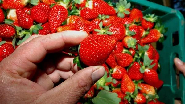 مصر تحقق رقمًا قياسيًا في صادرات الفراولة إلى الأسواق الألمانية