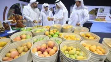 «منافسة المانجو في ليوا: 89 مزرعة تسعى للتفوق»