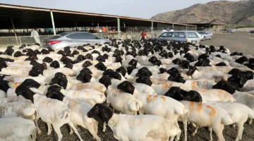 «نادك» السعودية تطلق مشروع تربية المواشي باستثمار يبلغ 533 مليون دولار