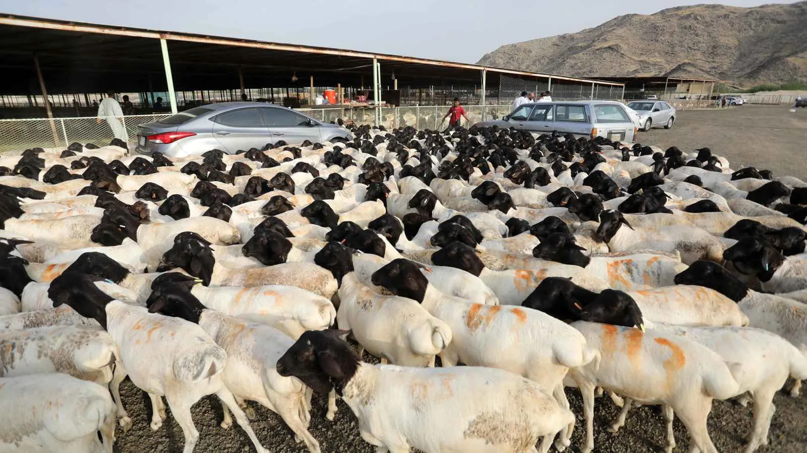 «نادك» السعودية تطلق مشروع تربية المواشي باستثمار يبلغ 533 مليون دولار «نادك» السعودية تطلق مشروع تربية المواشي باستثمار يبلغ 533 مليون دولار