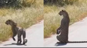 نمر يعت standing على قوائمه مثل الإنسان