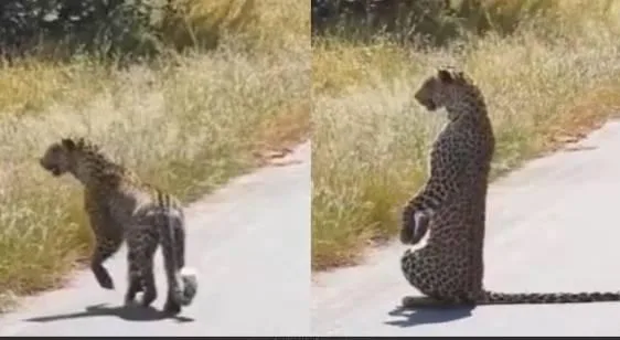 نمر يعت standing على قوائمه مثل الإنسان نمر يعت standing على قوائمه مثل الإنسان