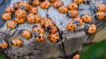 هجوم خنافس على بريطانيا