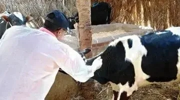 وزارة الزراعة: 214 قافلة بيطرية مجانية استفادت منها 176 قرية في يونيو الماضي