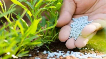 وزارة الزراعة تخطط لاستيراد 20 ألف طن من الأسمدة النيتروجينية