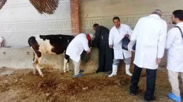 وزارة الزراعة: تطعيم أكثر من 1.8 مليون رأس من الماشية في إطار الحملة الوطنية لمكافحة الحمى القلاعية والوادي المتصدع حتى الآن