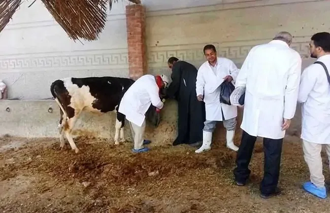 وزارة الزراعة: تطعيم أكثر من 1.8 مليون رأس من الماشية في إطار الحملة الوطنية لمكافحة الحمى القلاعية والوادي المتصدع حتى الآن وزارة الزراعة: تطعيم أكثر من 1.8 مليون رأس من الماشية في إطار الحملة الوطنية لمكافحة الحمى القلاعية والوادي المتصدع حتى الآن